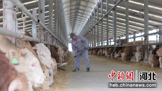 图为工人正在饲喂肉牛。 牛春富 摄