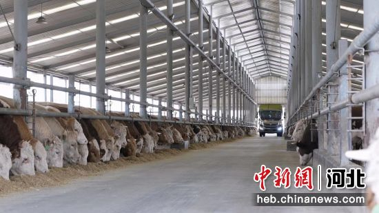 图为自动投料车正在投料。 牛春富 摄