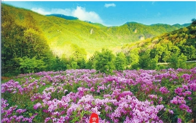 　　老边沟抗联路杜鹃花海。刘欣摄