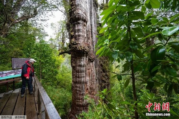 图为阿勒塞科斯特罗国家公园内，来自澳大利亚的研究员正在观察古树。