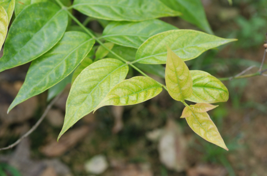 断肠草（图片来源：视觉中国）