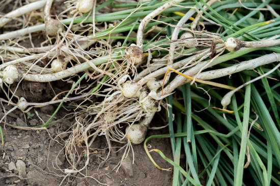 小根蒜（图片来源：图虫创意）