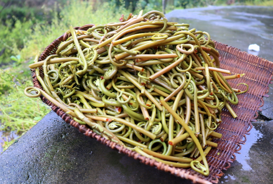 桂皮紫萁 （图片来源：图虫创意）