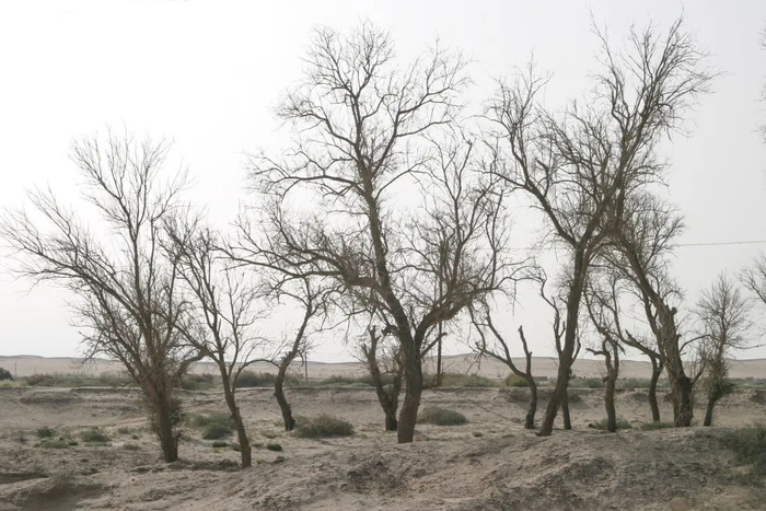 石羊河下游能看到一片片枯死的沙枣树。王文明 摄