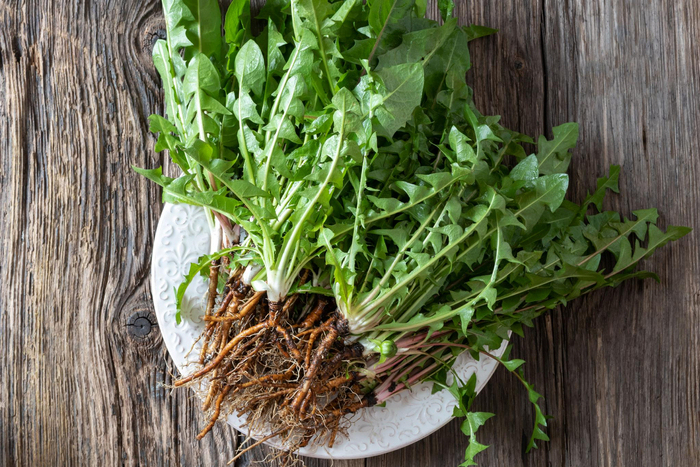 　婆婆丁（图片来源：视觉中国）