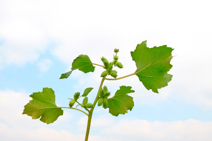 苍耳子（图片来源：图虫创意）