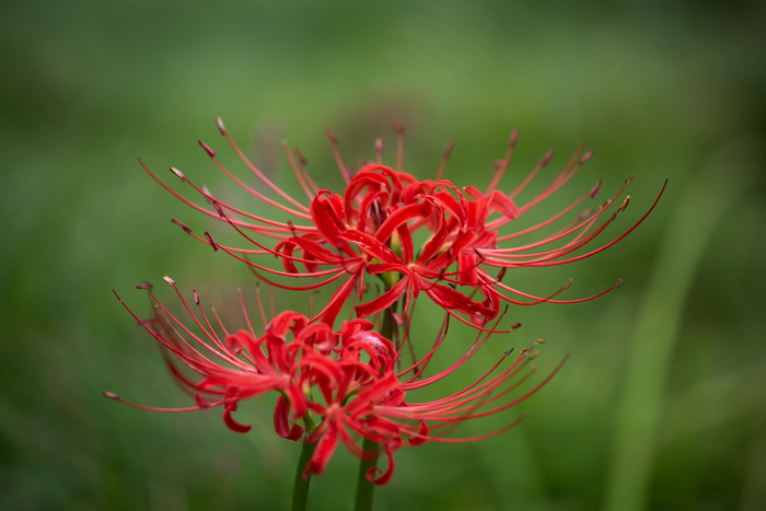 石蒜（图片来源：图虫创意）