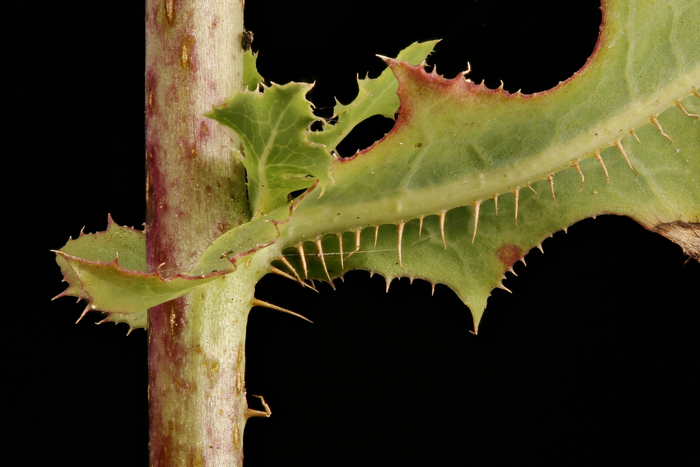 毒莴苣（图片来源：图虫创意）　