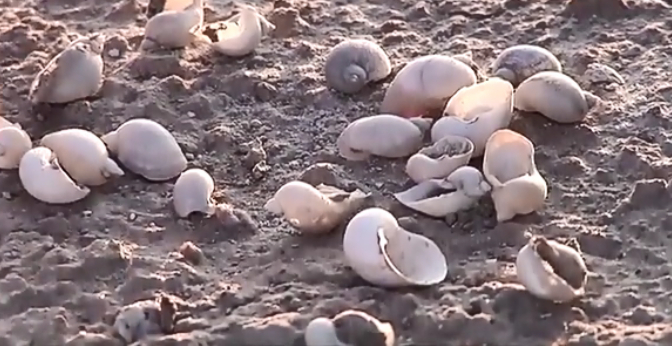 青土湖遗落下的贝壳。/《风沙线上》