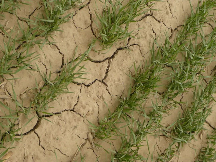 麦苗刚长出来，因为浇水无望，田地都龟裂了。王文明 摄