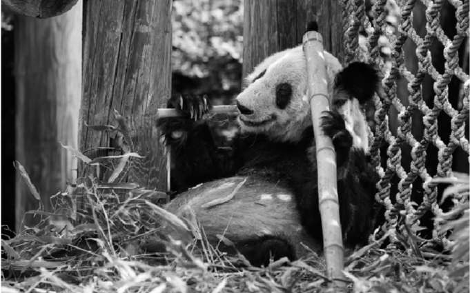         旅居美国的大熊猫“丫丫”当地时间26日上午启程离开田纳西州孟菲斯动物园，踏上回国旅程。    据新华社