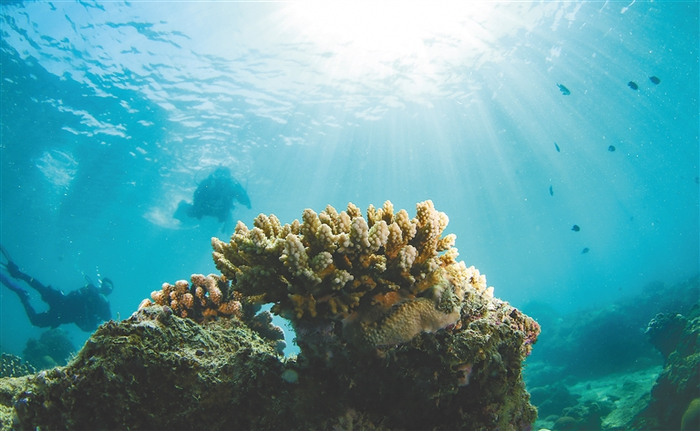 分界洲岛的水下世界。新华社记者 杨冠宇 摄