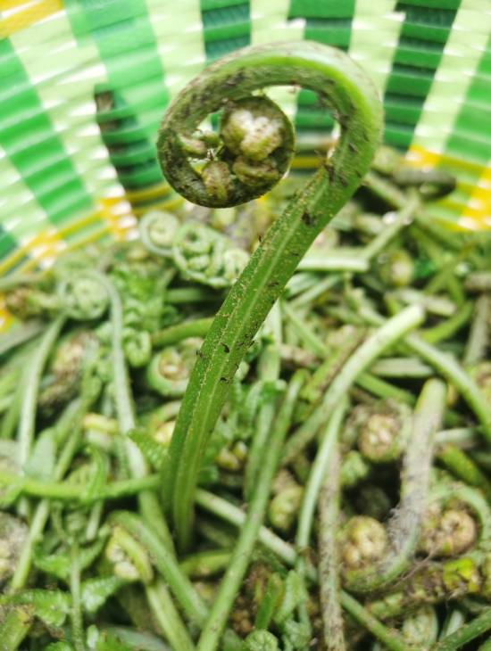 蕨菜（图片来源：图虫创意）