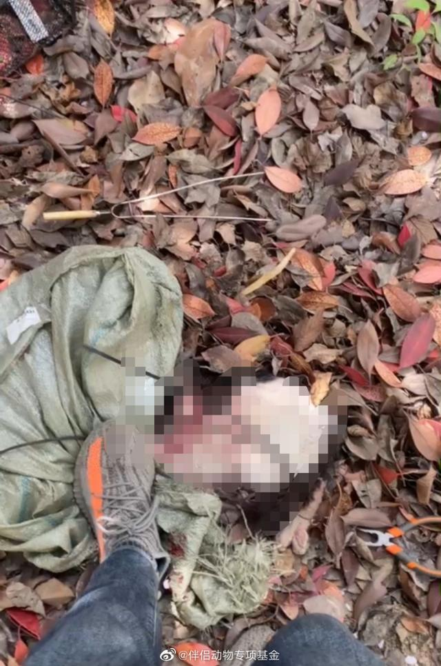 有网友还曝出聊天截图，他为曾自称中央音乐学院的贩卖虐猫视频和淫秽视频的男子站台，并称虐猫不犯法。