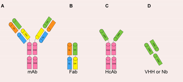 图源：International Journal of Nanomedicine 2021:16