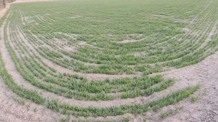 2023年4月25日，经过了一场沙尘暴，下过了一场雨后，何承祥种下的小麦地的景象。何承祥 摄