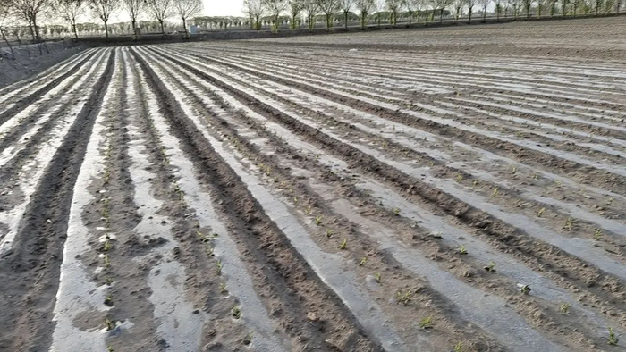 2023年4月25日，经过了一场沙尘暴，下过了一场雨后，何承祥种下的苞谷地里的景象。何承祥 摄