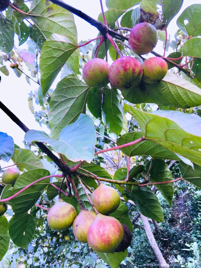 ▲桐果累累。（黄明 摄）