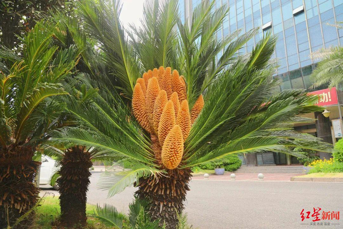 ↑苏铁开出了19朵花