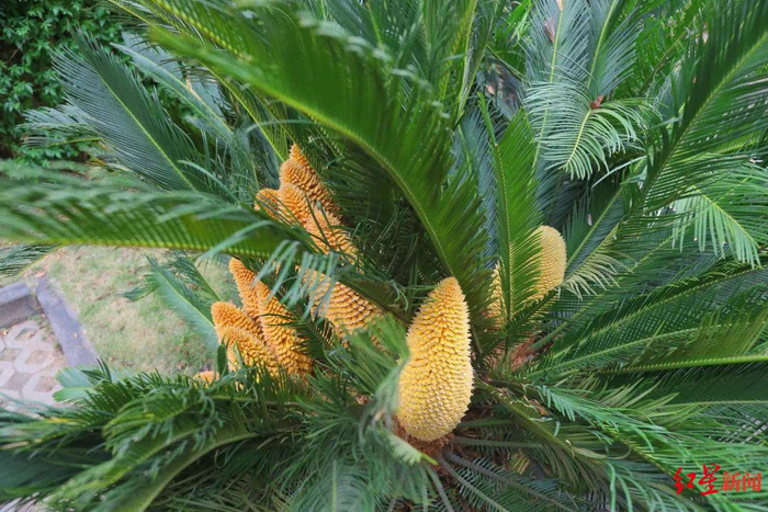 ↑苏铁开出了19朵花