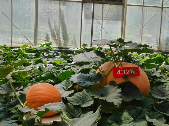 菜博会10号馆的巨型南瓜。　　图/九派新闻　李韵聪　　 