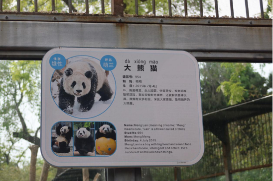 图说：北京动物园网红大熊猫“萌兰”介绍。