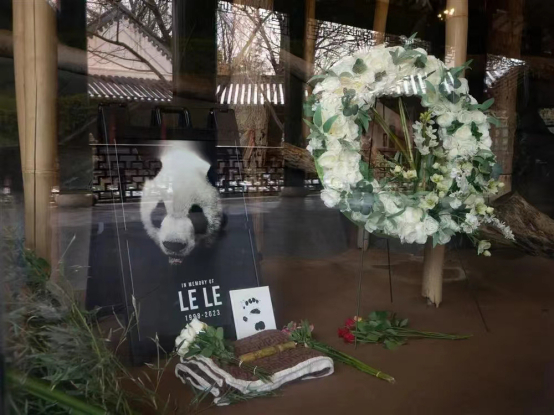 图说：今年2月4日，孟菲斯动物园摆放了纪念大熊猫“乐乐”的照片和鲜花。 图源：新华社
