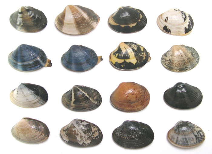 色丰富的菲律宾花蛤。