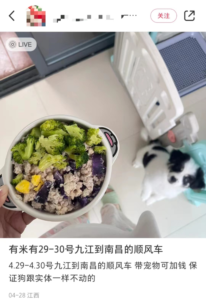 网友携宠物在社交平台上找车 图源：网络截图