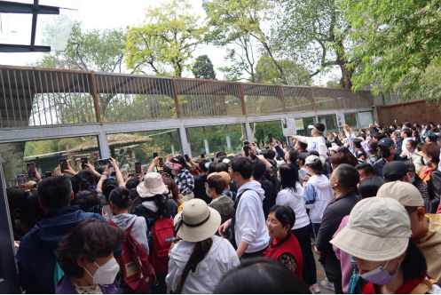 图说：大熊猫“萌兰”运动场外的游客。