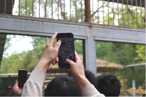 图说：记者只能从前排游客的手机画面中看到大熊猫“萌兰”。 