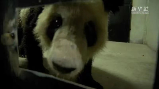 图说：“丫丫”入住上海动物园封闭隔离检疫区。图源：新华社