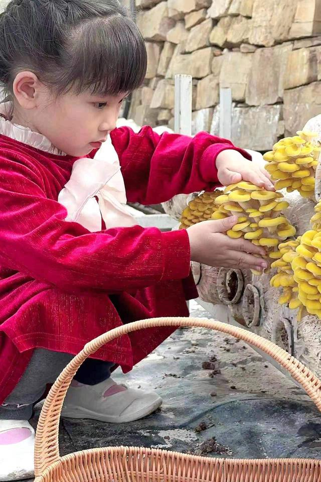 平谷区熊儿寨乡南岔村食用菌基地内， 小朋友正在采摘榆黄菇。受访者供图