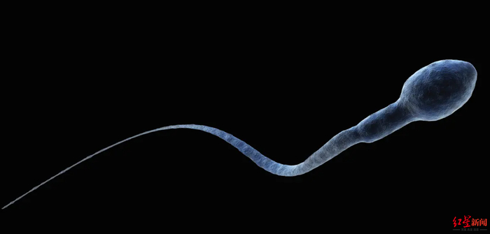 ↑显微镜下的精子
