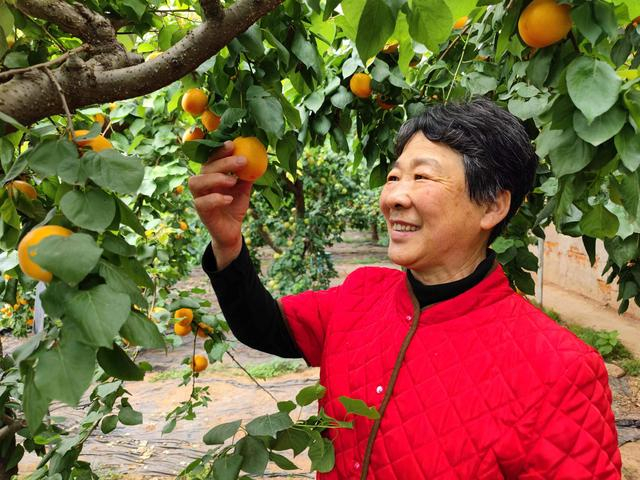 时下正是金太阳甜杏采摘的最好季节。受访者供图