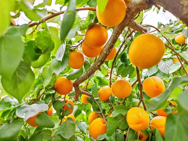 平谷区山东庄镇的一处大棚内，金灿灿的“金太阳”甜杏挂满枝头。受访者供图