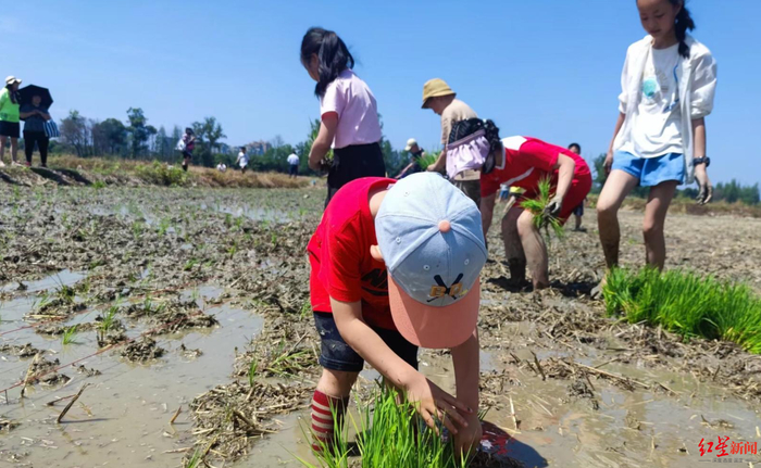 ▲环城生态区16号地块开展亲子插秧农事体验活动