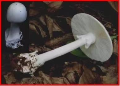 致命鹅膏“白罗伞”。　图/网络