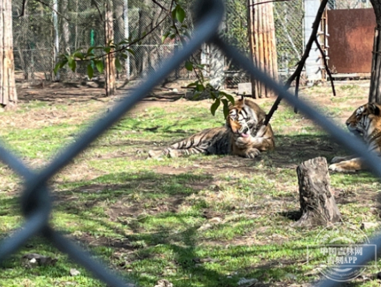 备受游客青睐的东北虎园