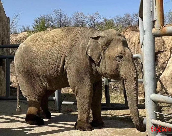 ↑亚洲象欣欣生前照片