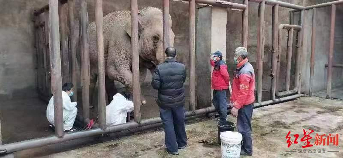 ↑欣欣生前接受治疗