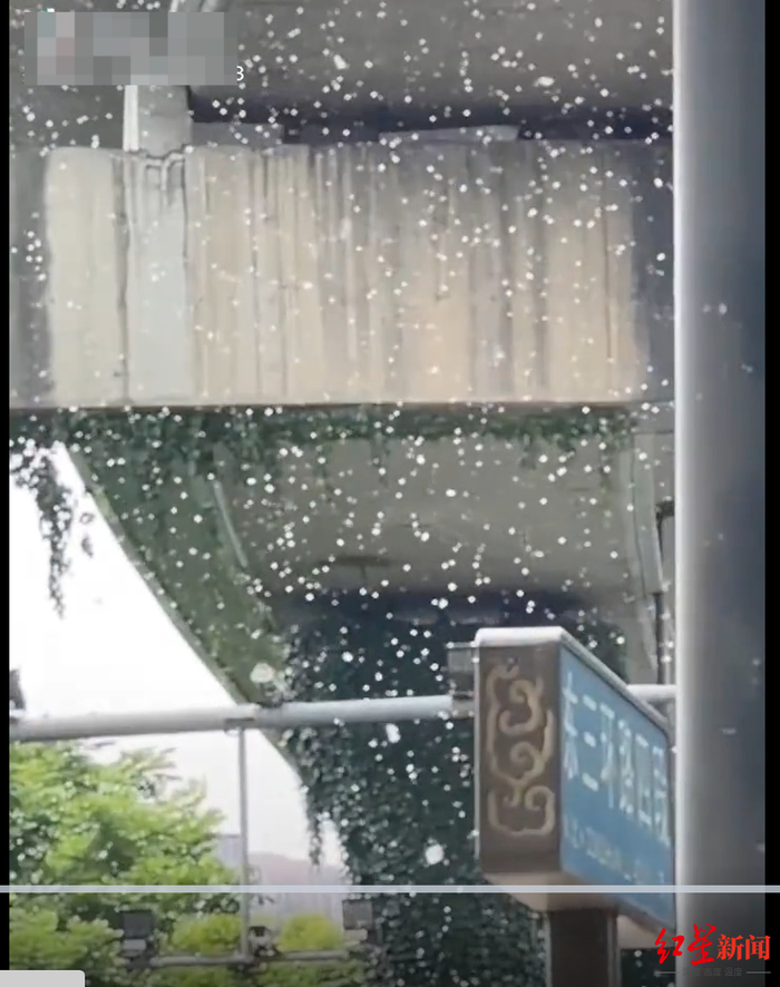 ▲成都街头柳絮杨絮翻飞