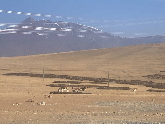 西藏的生态环境持续向好，雪山脚下，高原草场之上，常有成群的野驴出没。