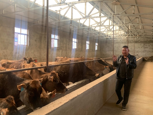 图为在白朗县娟姗牛繁育基地，基地负责人扎西介绍十几年来娟姗牛的养殖情况。