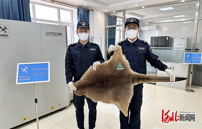 图为曹妃甸海关查获进境袋鼠皮。通讯员马有权摄