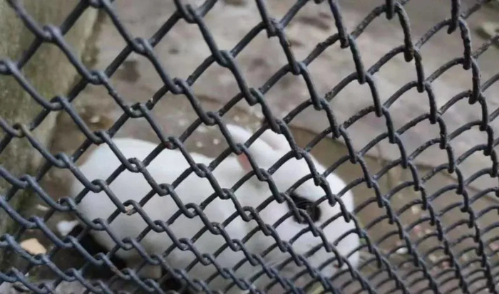 园内饲养的兔子