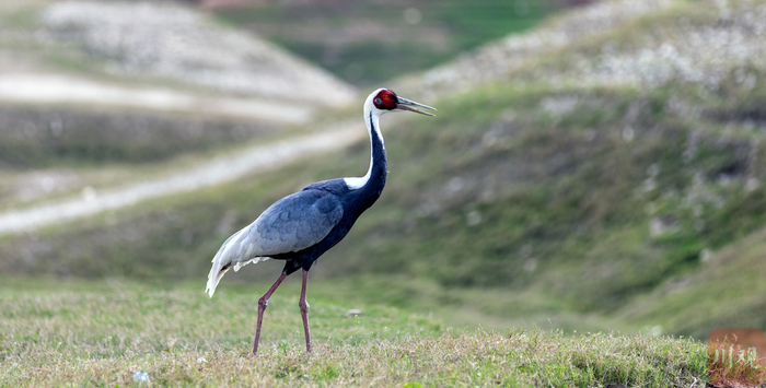 白枕鹤在青川县沙州镇江边村白龙湖滩涂觅食 廖德富 摄