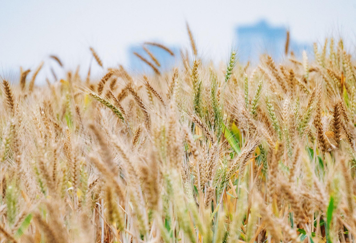 ▲成都环城生态区金色的麦田