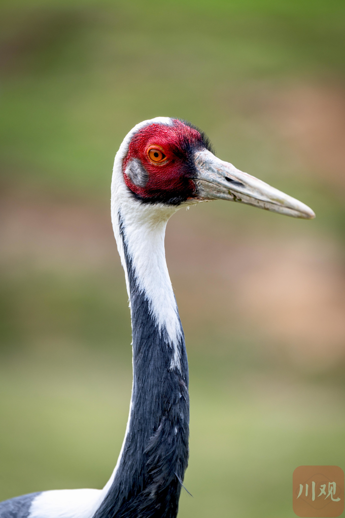白枕鹤在青川县沙州镇江边村白龙湖滩涂觅食 董开国 摄