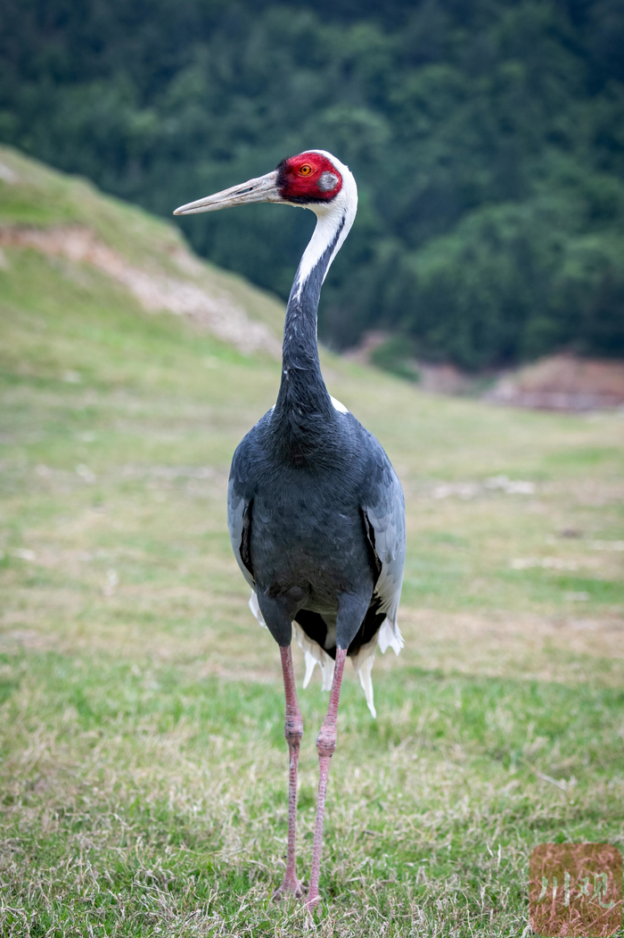 白枕鹤在青川县沙州镇江边村白龙湖滩涂觅食 董开国 摄